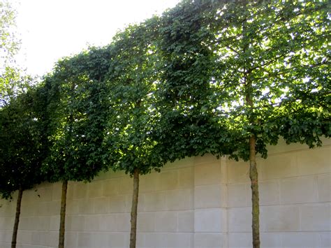 Create Privacy with a Beautiful Hedge