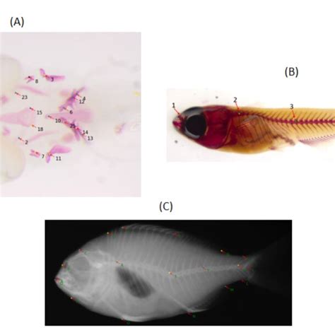 Sample images with landmarks from three datasets. (A) Zebrafish... | Download Scientific Diagram