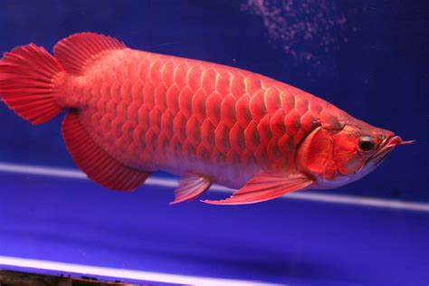 Nature Lover: Asian Arowana