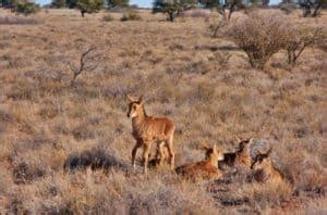 Sable Antelope – 12 Facts About Africa’s Most Majestic Antelope