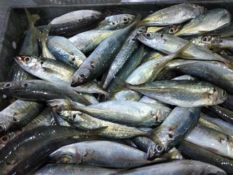 mackerel fish in vietnam - Pinetree Vietnam - Round Scad