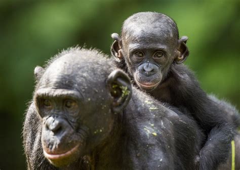 Creation of a Bonobo Reserve in the Congo – Rainforest Trust