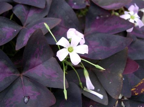 Oxalis (Purple Shamrock / Love Plant) Guide | Our House Plants