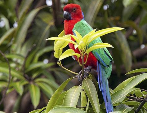 SENEGAL PARROT LIFE EXPECTANCY