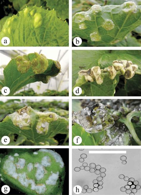 (Colour online) Albugo white rust symptom development on naturally ...