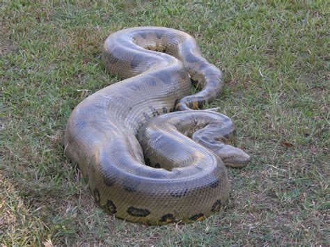 Green Anaconda Facts and Pictures | Reptile Fact