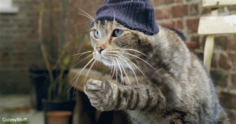 Gangster Cat GIFs - Find & Share on GIPHY