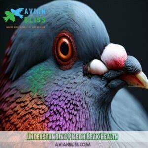 Pigeon Beak Need Treatment: Effective Care for Common Beak Issues