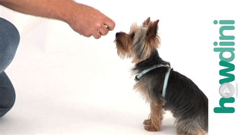 Dog Training Tips: How To Train A Puppy To Sit - YouTube