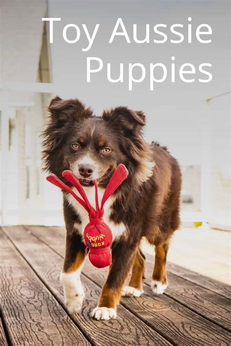 Toy Aussie Puppies | Toy aussie, Aussie puppies, Toy aussie shepherd