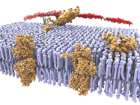 Function, Structure, and Composition of the Cell Membrane | Cell membrane, Membrane structure ...