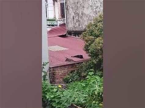 Two cats sunbathed on the roof.#animals #beautiful #shortvideo #xuhuong. - YouTube