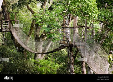 Inkaterra canopy bridge Tambopata National Reserve Puerto Maldonado ...