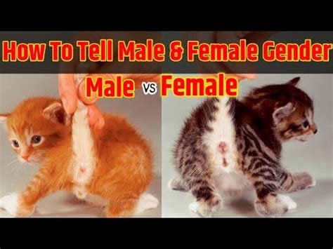 Male or female? how to tell male or female kitten gender | kaise pata kare kitten male hai ya ...