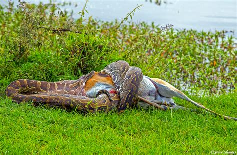 African Python | Masai Mara National Reserve, Kenya 2018 | Steve Shames Photo Gallery