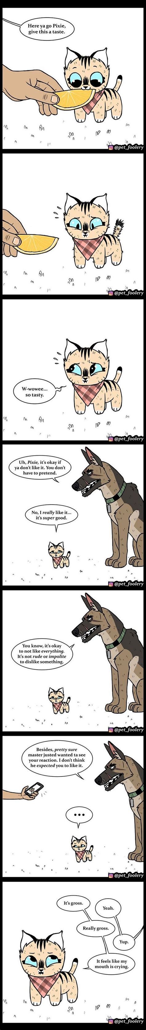 Pixie and Brutus | Funny animal comics, Funny animal memes, Pixie