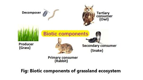 Grassland Decomposers