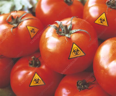 Genetically modified tomatoes - Stock Image - G260/0070 - Science Photo ...