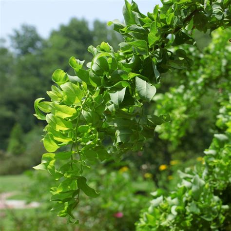 Robinia Pseudoacacia Lace Lady Tree | Twisted Dwarf Black Locust Tree