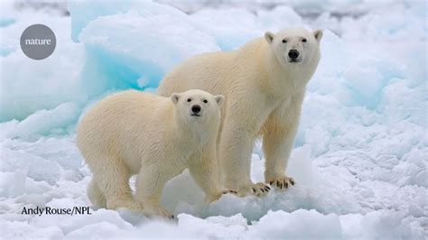 Polar bears are inbreeding as their icy home disintegrates