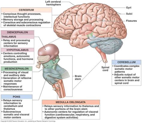 Diencephalon