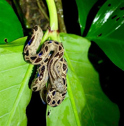 Small Boa Constrictor In Costa Rican Rainforest Stock Photo - Image of ...