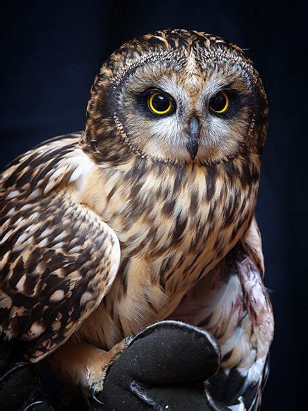 37 Pueo, Hawaiian Owls ideas | owl, endangered, endangered species