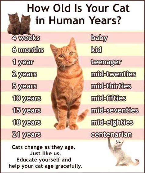 Top 1 Of: Cat Years Chart - The Truth About It!