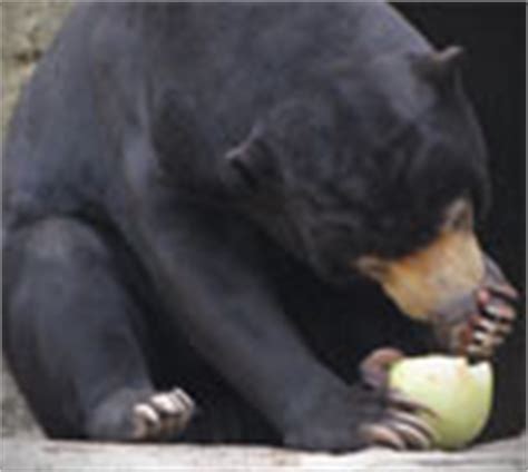 Sun Bear Diet|Sun Bear Facts|Bears Information - Animal Facts - Animals ...