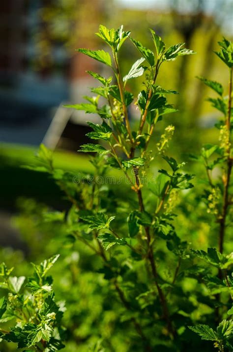 Red currant bush stock image. Image of nature, fruits - 20572231