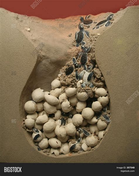 Baby Turtle Eggs Image & Photo (Free Trial) | Bigstock