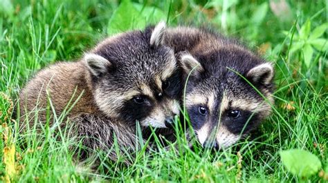 Raccoon Reproduction, Mating, Pregnancy, Birth, And Raccoon Babies - All Your Questions Answered ...