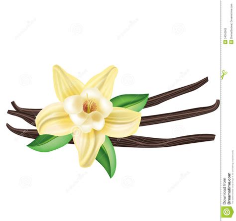 Vanilla flower clipart 20 free Cliparts | Download images on Clipground ...