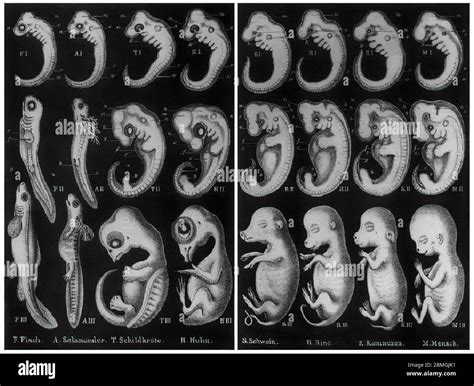 Haekel's hypothesis. The phrase "ontogeny recapitulates phylogeny Stock ...