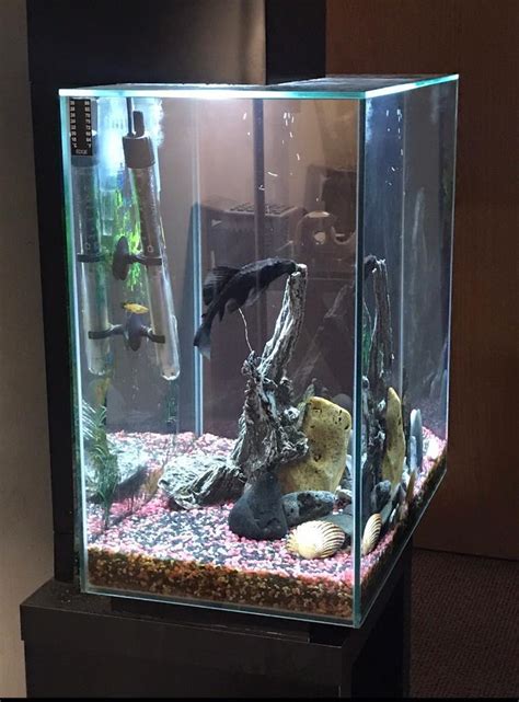 Fluval Edge Complete tank setup & Fluval stand | in Beeston, Nottinghamshire | Gumtree