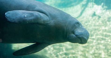 23 Manatees Feeling Their Feelings About Being Removed From the Imperilled Species List - All ...