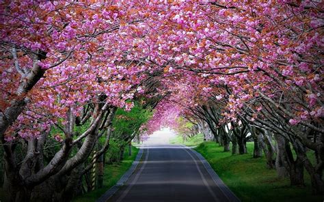 Pink Cherry Blossoms Tree Tunnel Wallpaper : Wallpapers13.com