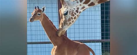 Adorable Baby Giraffe Without Spots Might Be One of a Kind : ScienceAlert