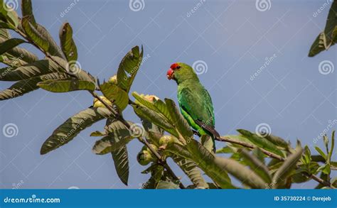 Parrot Eating Fruit Stock Images - Image: 35730224