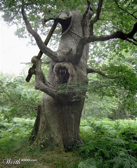 168 best Unusual Trees images on Pinterest | Weird trees, Beautiful places and Forests