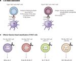 Frontiers | NKT Cells in Neurological Diseases | Cellular Neuroscience