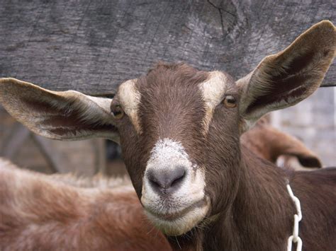 Domestic Nubian Dairy Goat Photograph by Bonnie Sue Rauch - Fine Art ...