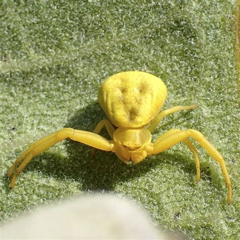 white-banded crab spider (Misumenoides formosipes) - Photo by Babette ...