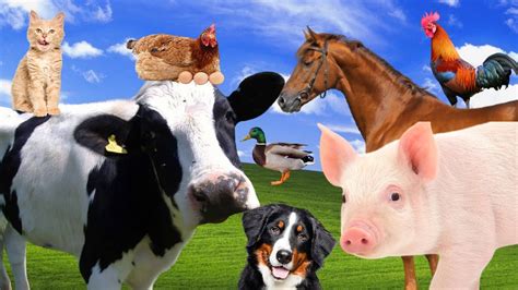 Som dos Animais da Fazenda - Vida na Fazenda - 🐷🐴 FARM ANIMALS , Animal Sounds 🐓🐄 LIFE ON FARM ...