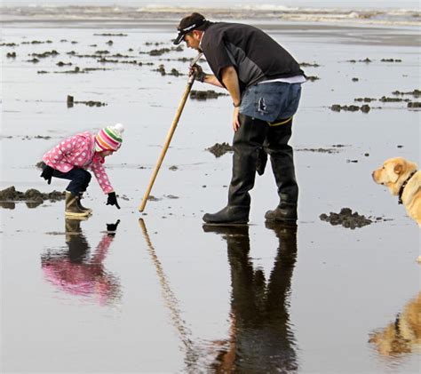 Eight-day razor clam dig begins Sunday