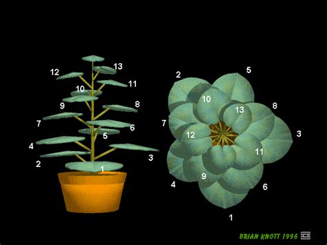 Fibonacci Sequence, Fibonacci Spiral, Golden Ratio In Nature, Fractals ...