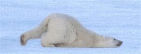 Monday Lazy GIF - Monday Lazy PolarBear - Discover & Share GIFs