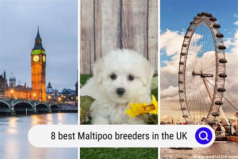 8 Best Maltipoo Breeders In The UK (2024) - Oodle Life