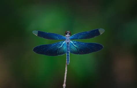 16 Blue Dragonfly Meanings: What Do They Symbolize? | UniGuide