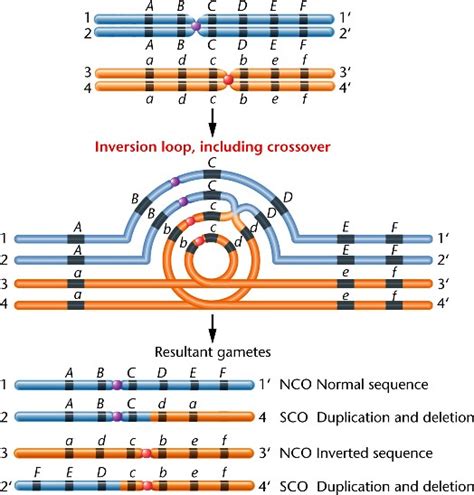 inversion-pericentric.html 08_22b-inversion-pericentric.jpg